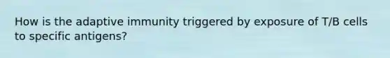 How is the adaptive immunity triggered by exposure of T/B cells to specific antigens?