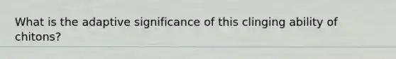 What is the adaptive significance of this clinging ability of chitons?