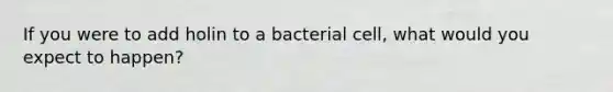 If you were to add holin to a bacterial cell, what would you expect to happen?