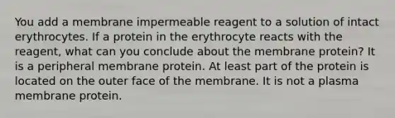 You add a membrane impermeable reagent to a solution of intact erythrocytes. If a protein in the erythrocyte reacts with the reagent, what can you conclude about the membrane protein? It is a peripheral membrane protein. At least part of the protein is located on the outer face of the membrane. It is not a plasma membrane protein.