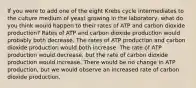 If you were to add one of the eight Krebs cycle intermediates to the culture medium of yeast growing in the laboratory, what do you think would happen to their rates of ATP and carbon dioxide production? Rates of ATP and carbon dioxide production would probably both decrease. The rates of ATP production and carbon dioxide production would both increase. The rate of ATP production would decrease, but the rate of carbon dioxide production would increase. There would be no change in ATP production, but we would observe an increased rate of carbon dioxide production.