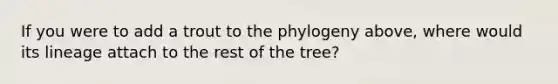 If you were to add a trout to the phylogeny above, where would its lineage attach to the rest of the tree?