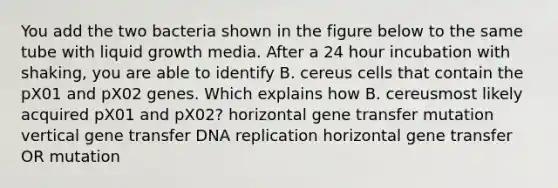 You add the two bacteria shown in the figure below to the same tube with liquid growth media. After a 24 hour incubation with shaking, you are able to identify B. cereus cells that contain the pX01 and pX02 genes. Which explains how B. cereusmost likely acquired pX01 and pX02? horizontal gene transfer mutation vertical gene transfer DNA replication horizontal gene transfer OR mutation