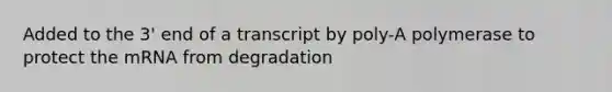 Added to the 3' end of a transcript by poly-A polymerase to protect the mRNA from degradation