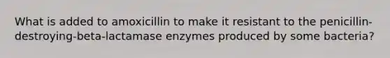 What is added to amoxicillin to make it resistant to the penicillin-destroying-beta-lactamase enzymes produced by some bacteria?