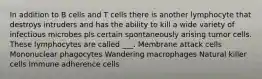 In addition to B cells and T cells there is another lymphocyte that destroys intruders and has the ability to kill a wide variety of infectious microbes pls certain spontaneously arising tumor cells. These lymphocytes are called ___. Membrane attack cells Mononuclear phagocytes Wandering macrophages Natural killer cells Immune adherence cells