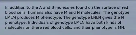 In addition to the A and B molecules found on the surface of red blood cells, humans also have M and N molecules. The genotype LMLM produces M phenotype. The genotype LNLN gives the N phenotype. Individuals of genotype LMLN have both kinds of molecules on there red blood cells, and their phenotype is MN.