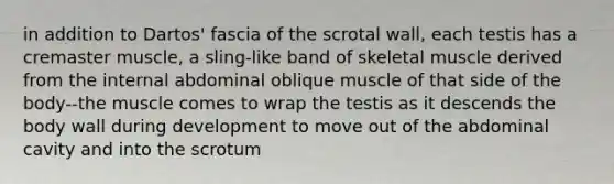 in addition to Dartos' fascia of the scrotal wall, each testis has a cremaster muscle, a sling-like band of skeletal muscle derived from the internal abdominal oblique muscle of that side of the body--the muscle comes to wrap the testis as it descends the body wall during development to move out of the abdominal cavity and into the scrotum