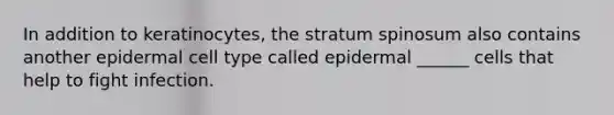 In addition to keratinocytes, the stratum spinosum also contains another epidermal cell type called epidermal ______ cells that help to fight infection.