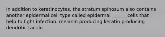 In addition to keratinocytes, the stratum spinosum also contains another epidermal cell type called epidermal ______ cells that help to fight infection. melanin producing keratin producing dendritic tactile