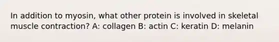 In addition to myosin, what other protein is involved in skeletal muscle contraction? A: collagen B: actin C: keratin D: melanin