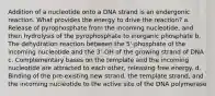 Addition of a nucleotide onto a DNA strand is an endergonic reaction. What provides the energy to drive the reaction? a. Release of pyrophosphate from the incoming nucleotide, and then hydrolysis of the pyrophosphate to inorganic phosphate b. The dehydration reaction between the 5'-phosphate of the incoming nucleotide and the 3'-OH of the growing strand of DNA c. Complementary bases on the template and the incoming nucleotide are attracted to each other, releasing free energy. d. Binding of the pre-existing new strand, the template strand, and the incoming nucleotide to the active site of the DNA polymerase