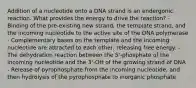 Addition of a nucleotide onto a DNA strand is an endergonic reaction. What provides the energy to drive the reaction? - Binding of the pre-existing new strand, the template strand, and the incoming nucleotide to the active site of the DNA polymerase - Complementary bases on the template and the incoming nucleotide are attracted to each other, releasing free energy. - The dehydration reaction between the 5'-phosphate of the incoming nucleotide and the 3'-OH of the growing strand of DNA - Release of pyrophosphate from the incoming nucleotide, and then hydrolysis of the pyrophosphate to inorganic phosphate