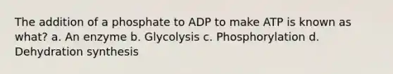 The addition of a phosphate to ADP to make ATP is known as what? a. An enzyme b. Glycolysis c. Phosphorylation d. Dehydration synthesis