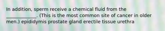 In addition, sperm receive a chemical fluid from the _____________. (This is the most common site of cancer in older men.) epididymis prostate gland erectile tissue urethra