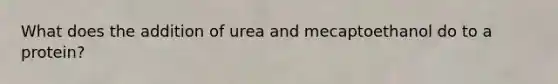 What does the addition of urea and mecaptoethanol do to a protein?