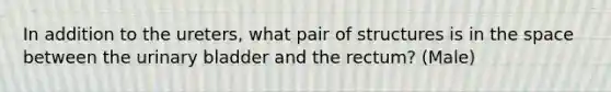 In addition to the ureters, what pair of structures is in the space between the urinary bladder and the rectum? (Male)