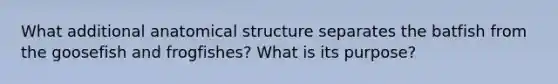 What additional anatomical structure separates the batfish from the goosefish and frogfishes? What is its purpose?