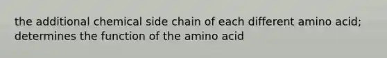 the additional chemical side chain of each different amino acid; determines the function of the amino acid