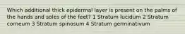 Which additional thick epidermal layer is present on the palms of the hands and soles of the feet? 1 Stratum lucidum 2 Stratum corneum 3 Stratum spinosum 4 Stratum germinativum