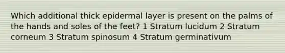 Which additional thick epidermal layer is present on the palms of the hands and soles of the feet? 1 Stratum lucidum 2 Stratum corneum 3 Stratum spinosum 4 Stratum germinativum