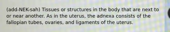 (add-NEK-sah) Tissues or structures in the body that are next to or near another. As in the uterus, the adnexa consists of the fallopian tubes, ovaries, and ligaments of the uterus.