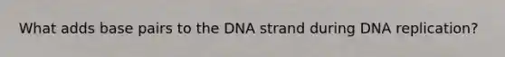 What adds base pairs to the DNA strand during <a href='https://www.questionai.com/knowledge/kofV2VQU2J-dna-replication' class='anchor-knowledge'>dna replication</a>?