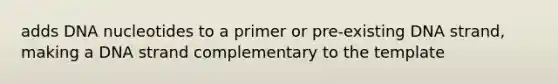 adds DNA nucleotides to a primer or pre-existing DNA strand, making a DNA strand complementary to the template