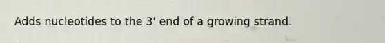 Adds nucleotides to the 3' end of a growing strand.