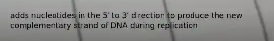 adds nucleotides in the 5′ to 3′ direction to produce the new complementary strand of DNA during replication