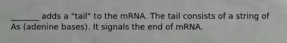 _______ adds a "tail" to the mRNA. The tail consists of a string of As (adenine bases). It signals the end of mRNA.