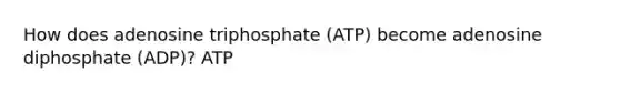 How does adenosine triphosphate (ATP) become adenosine diphosphate (ADP)? ATP