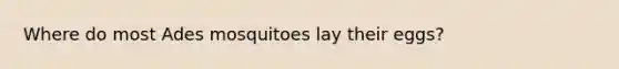 Where do most Ades mosquitoes lay their eggs?