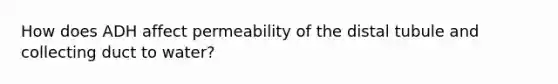 How does ADH affect permeability of the distal tubule and collecting duct to water?