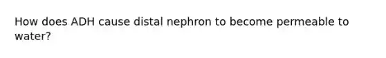 How does ADH cause distal nephron to become permeable to water?