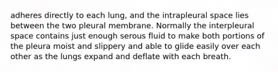 adheres directly to each lung, and the intrapleural space lies between the two pleural membrane. Normally the interpleural space contains just enough serous fluid to make both portions of the pleura moist and slippery and able to glide easily over each other as the lungs expand and deflate with each breath.