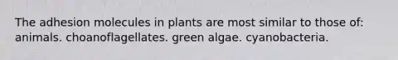 The adhesion molecules in plants are most similar to those of: animals. choanoflagellates. green algae. cyanobacteria.