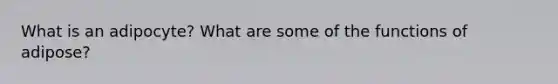 What is an adipocyte? What are some of the functions of adipose?
