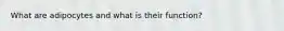 What are adipocytes and what is their function?