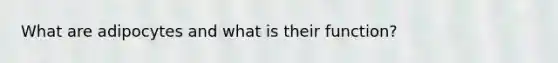 What are adipocytes and what is their function?
