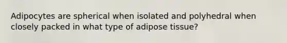 Adipocytes are spherical when isolated and polyhedral when closely packed in what type of adipose tissue?