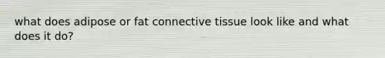 what does adipose or fat <a href='https://www.questionai.com/knowledge/kYDr0DHyc8-connective-tissue' class='anchor-knowledge'>connective tissue</a> look like and what does it do?