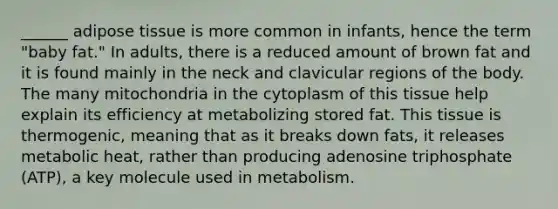 ______ adipose tissue is more common in infants, hence the term "baby fat." In adults, there is a reduced amount of brown fat and it is found mainly in the neck and clavicular regions of the body. The many mitochondria in the cytoplasm of this tissue help explain its efficiency at metabolizing stored fat. This tissue is thermogenic, meaning that as it breaks down fats, it releases metabolic heat, rather than producing adenosine triphosphate (ATP), a key molecule used in metabolism.