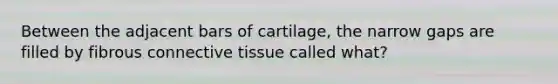 Between the adjacent bars of cartilage, the narrow gaps are filled by fibrous connective tissue called what?