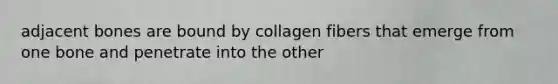 adjacent bones are bound by collagen fibers that emerge from one bone and penetrate into the other