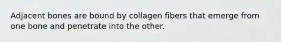 Adjacent bones are bound by collagen fibers that emerge from one bone and penetrate into the other.