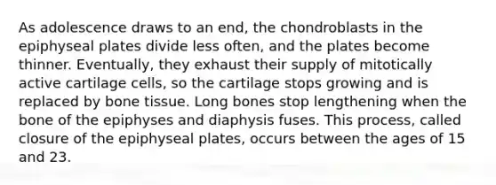 As adolescence draws to an end, the chondroblasts in the epiphyseal plates divide less often, and the plates become thinner. Eventually, they exhaust their supply of mitotically active cartilage cells, so the cartilage stops growing and is replaced by bone tissue. Long bones stop lengthening when the bone of the epiphyses and diaphysis fuses. This process, called closure of the epiphyseal plates, occurs between the ages of 15 and 23.