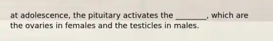 at adolescence, the pituitary activates the ________, which are the ovaries in females and the testicles in males.