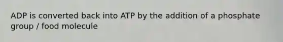 ADP is converted back into ATP by the addition of a phosphate group / food molecule