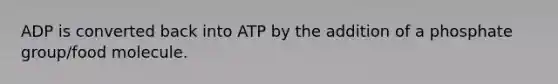 ADP is converted back into ATP by the addition of a phosphate group/food molecule.